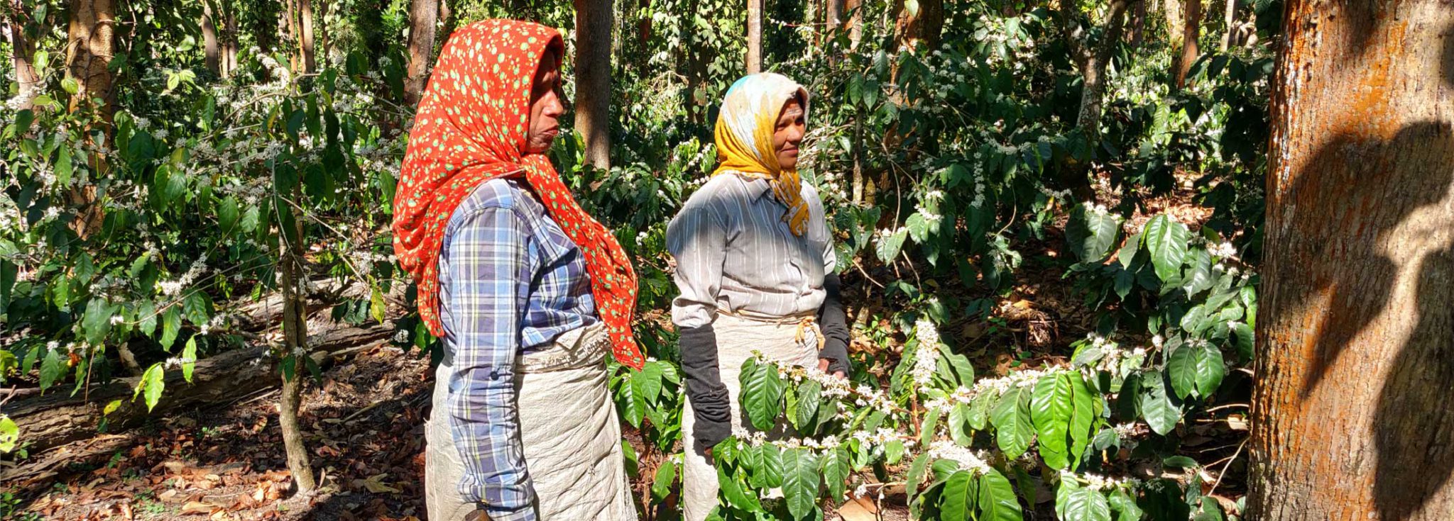 Reading the coffee grounds A landscape analysis of challenges