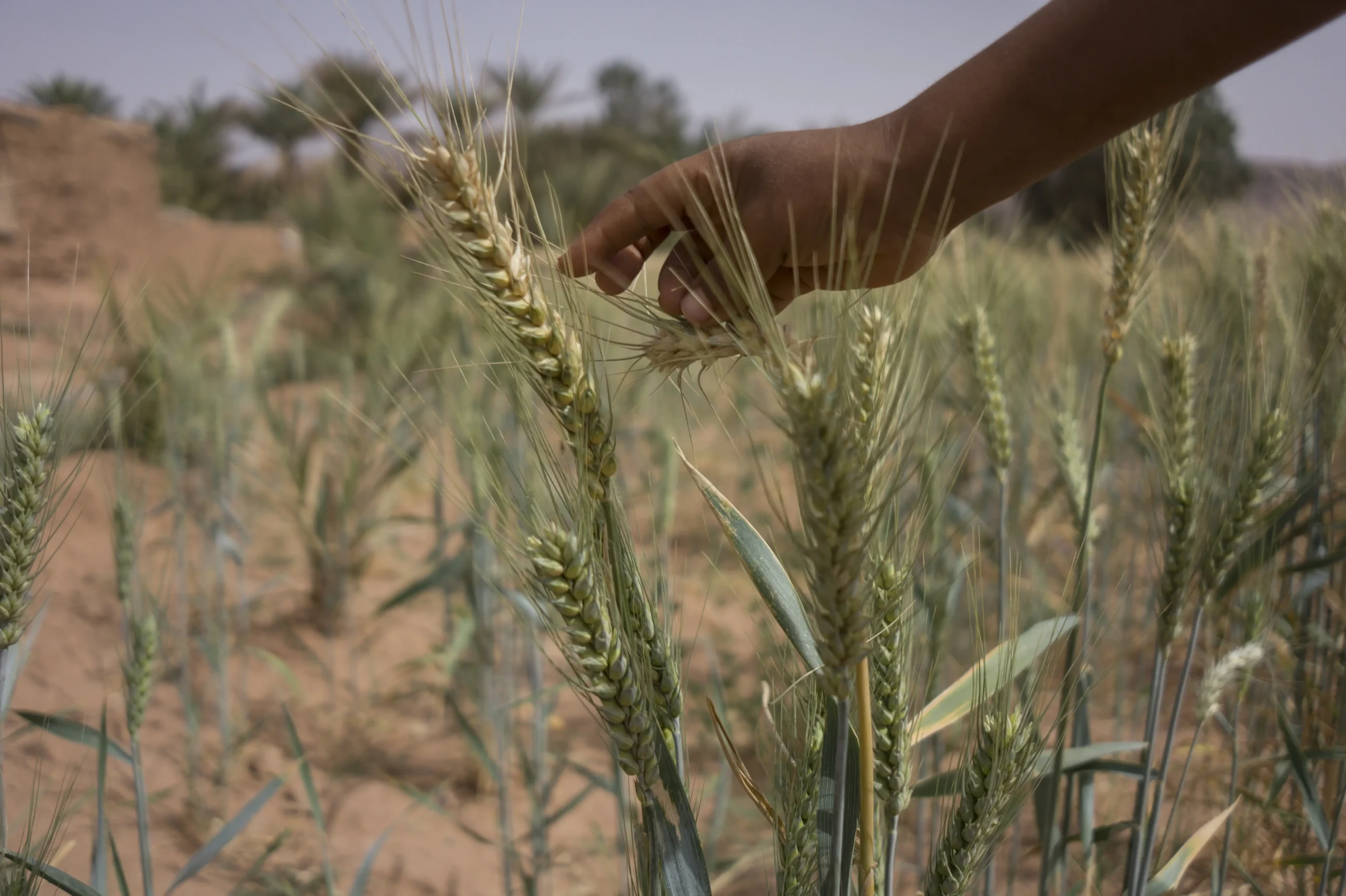 Pszenica.-Wheat.-Agriculture.-Afryka.-Arfrica (1)