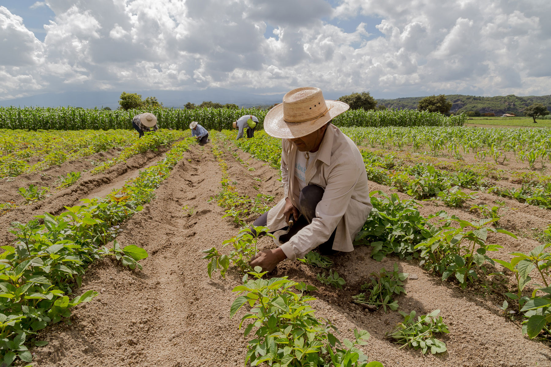 portrait-of-a-Mexican-farmer-cultivating-amaranth