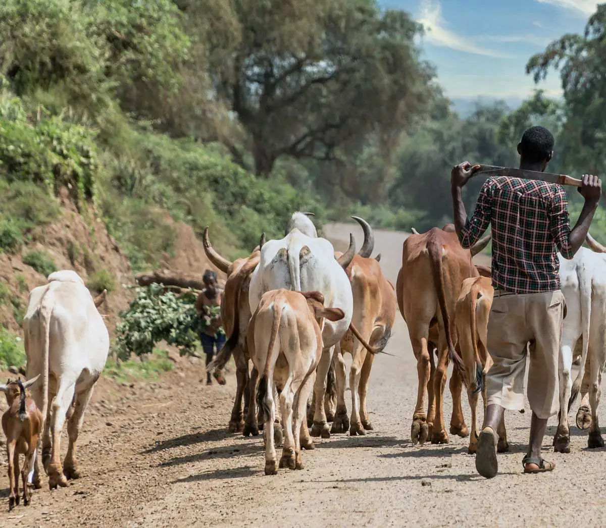 Digital Agricultural Advisory Services (DAAS) – Advancing livestock productivity for Ethiopian smallholder farmers