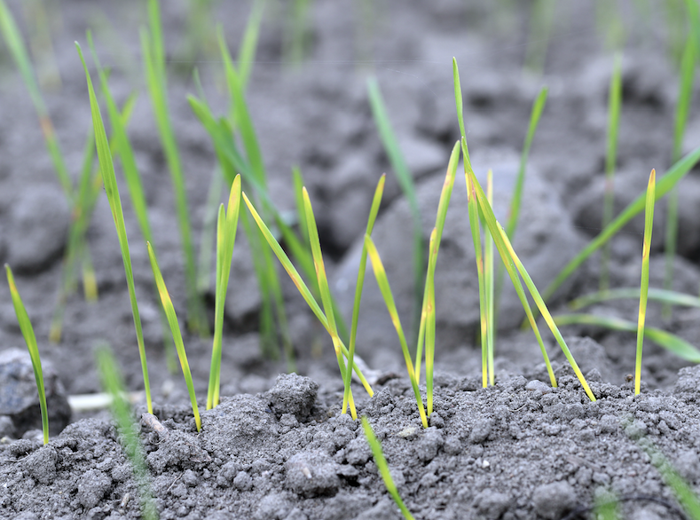 PxD Joins Effort to Bring AI-Powered Forecasting to 100 Million Smallholder Farmers